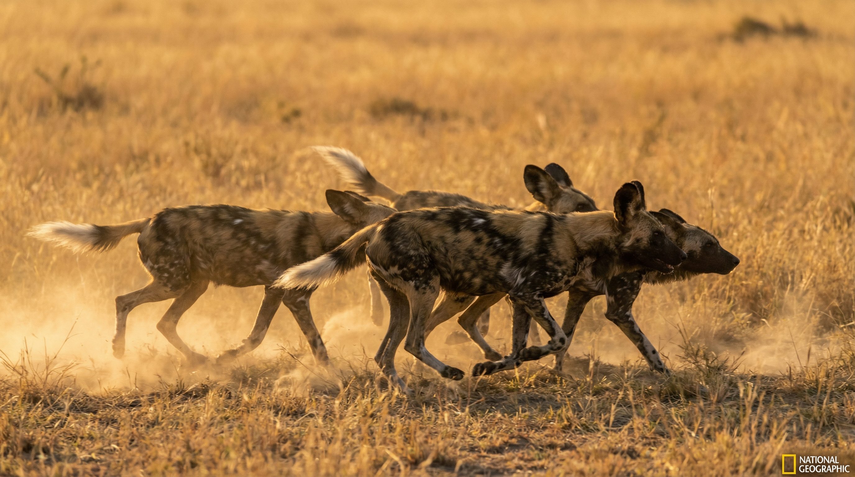 抖阴野生动物保护视频