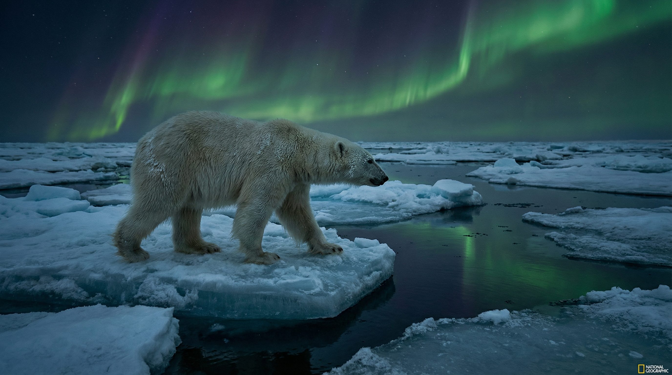 抖阴视频：北极熊极地探险视频演示